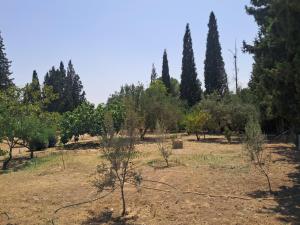 a field with trees in the background at Domaine salma in Maherine