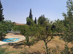 an apple tree in a field next to a house at Domaine salma in Maherine