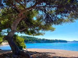 a tree sitting on a beach next to the water at Appartement 61 in La Ciotat