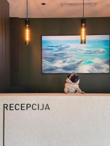 a pug dog sitting behind a counter in a room at Hotel Bulevar Mostar in Mostar +44 photos