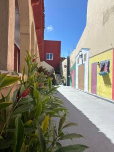 a street with colorful walls and a plant at Hotel Amado in Aracaju