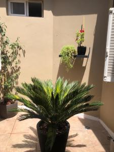a plant in a black pot sitting on a sidewalk at Mare Hotel Apartment in Mar del Plata