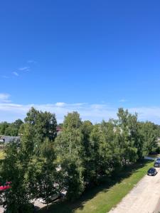 a row of trees on a street at Aluksne city nest in Alūksne