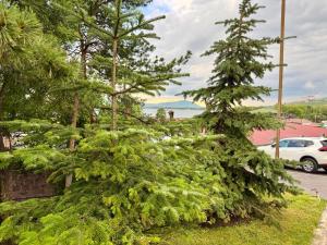 two pine trees in a yard next to a parking lot at Sevanavanq Inn Hotel in Sevan