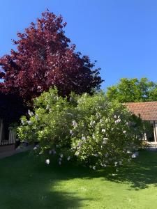 a large tree with flowers in a yard at Sous Les Bruyères in Sainte-Marguerite