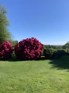 a group of pink bushes in a green field at Sous Les Bruyères in Sainte-Marguerite
