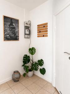 a plant sitting in a corner of a room at Lejlighed midt i Thisted in Thisted