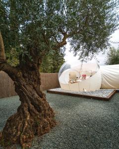 a tree with a glass dome next to a tree at Burbujas cerca de Ronda in Ronda