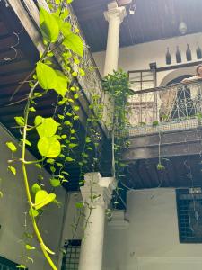 a plant is growing on the side of a building at Riad Dar Dahlia Tetouan in Tétouan