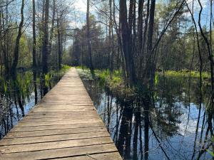 a wooden bridge over a swamp with trees and water at Domek 2-3 osobowy in Lejno +16 photos