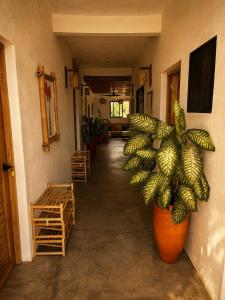 a hallway with a large plant in a room at Tipsy Gypsy Bar & Hotel in Tola