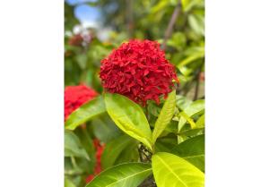 eine rote Blüte an einem Strauch mit grünen Blättern in der Unterkunft Hotel Le Rotabas in Sainte-Anne + 25 Fotos