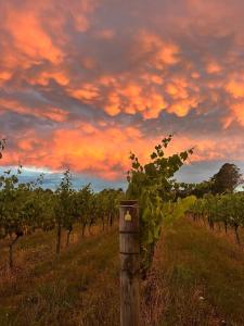 a bunch of grapes in a vineyard at sunset at Le Grá Vineyard and Winery in Masterton