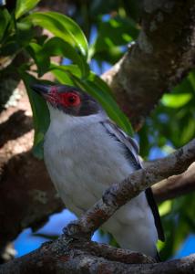 a bird sitting on a branch of a tree at Monteverde Magic Mountain Lodge in Monteverde Costa Rica