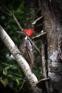 a red bird sitting on a tree branch at Monteverde Magic Mountain Lodge in Monteverde Costa Rica
