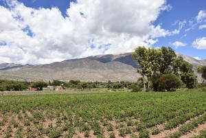 a field of crops with mountains in the background at Cabañas Rurales HLS in Senador Pérez