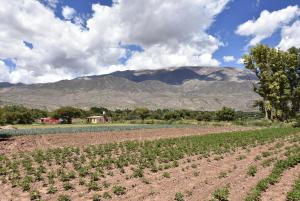 a field of crops with mountains in the background at Cabañas Rurales HLS in Senador Pérez