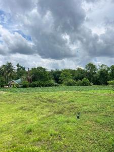a field of grass with a house in the background at RM's Tourist Inn in Carmen