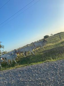 a herd of sheep running on the side of a road at Casa Palo Verde in Bagaces +3 photos