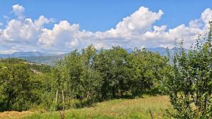 a group of trees in a field with a sky at Lugina e Qetesise in Librazhd