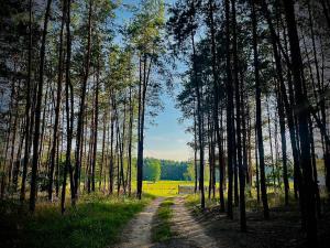 a dirt road in the middle of a forest with trees at Siedlisko Kochówka in Pszczew