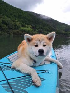 a dog laying on a board in the water at 民泊 inori in Dekiji