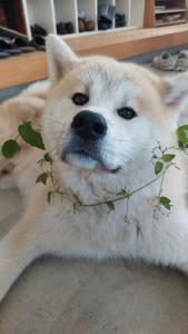 a dog laying on the floor with a plant on its face at 民泊 inori in Dekiji