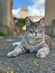 a gray cat laying down on the ground at Château des Janroux in Juliénas