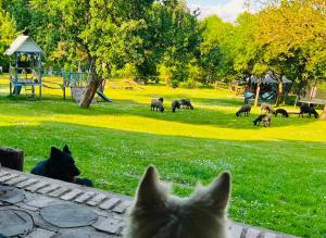 a cat looking out a window at a field of sheep at Chata Na Górce in Ostrowice