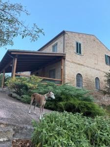 a deer standing in front of a building at A casa di Leyla in Monteluro