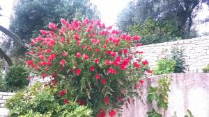 Jardín al aire libre en Rhea Complex