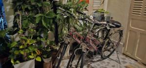 a group of bikes parked next to some plants at Home Can Tho in Can Tho