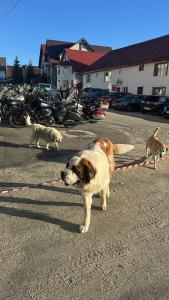 two dogs on a leash in a parking lot at Pensiunea Panoramic - Transalpina Rânca in Ranca