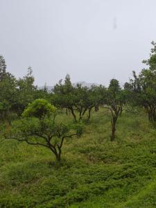 a group of trees in a field of grass at Hillside House Overlooking Batumi in Charnali +6 photos