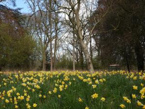 a field of yellow daffodils in a park at Raphael Rooms in Peterborough