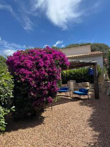 a large bush of purple flowers in a yard at Résidence Patios di Pruno T2 in Figari
