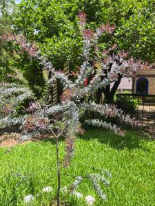 a small tree with purple flowers in a yard at Quinta Luz de Luna in Jusnajal