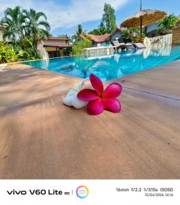 a flower laying on the ground next to a pool at Escape-Cabins in Ko Lanta