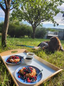 a dog laying in the grass with two plates of food at StayinDalsland in Dals Långed