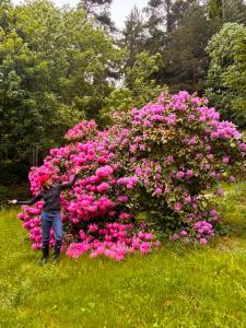 a person standing in front of a bunch of pink flowers at StayinDalsland in Dals Långed +65 photos