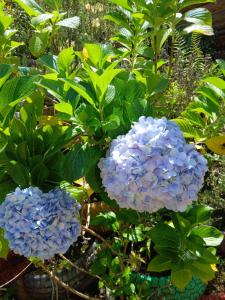 two blue flowers on a plant with green leaves at Refugio de Paz Providencia in El Copey