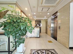 a hallway with a large potted plant in a building at Jeju Lavender Hotel in Seogwipo