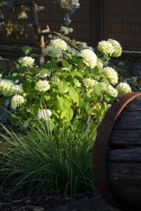 a garden with white flowers and a wooden barrel at Chalupa Kdovíkde in Budyně nad Ohří