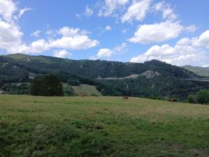 a group of horses grazing in a grassy field at Apartment Gms in Schottwien