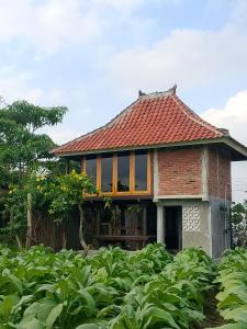 a brick house in a field of crops at Aura V Bungalow in Praya