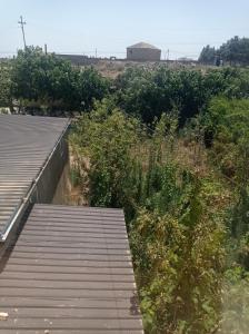 a wooden walkway next to a field with bushes at Esco Hostel in Nardaran