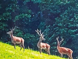 three deer standing on top of a grassy hill at Apartment Fruehalp by Interhome in Unterägeri