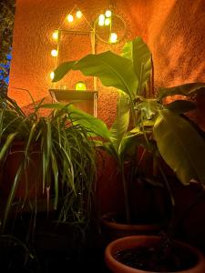 a couple of plants in pots in a dark room at Casa Siesta apartman in Makó +6 photos