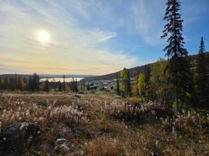 a field of grass with a tree in the background at Stuga Dundret, Lappland in Gällivare