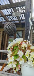 a potted plant with white flowers in a pot at Raju - Guest House in Seinäjoki +7 photos